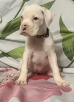 Black-ACA 50% Euro, a female Boxer for sale in Methuen, MA – 7 of 8
