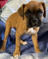 Brown-ACA 87.5% European, a female Boxer for sale in Methuen, MA – 7 of 7