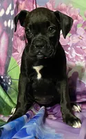 Pink-AKC 50% Euro, a female Boxer for sale in Methuen, MA – 3 of 5