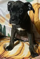 Pink-Pending Tony, a female Boxer for sale in Methuen, MA – 5 of 10