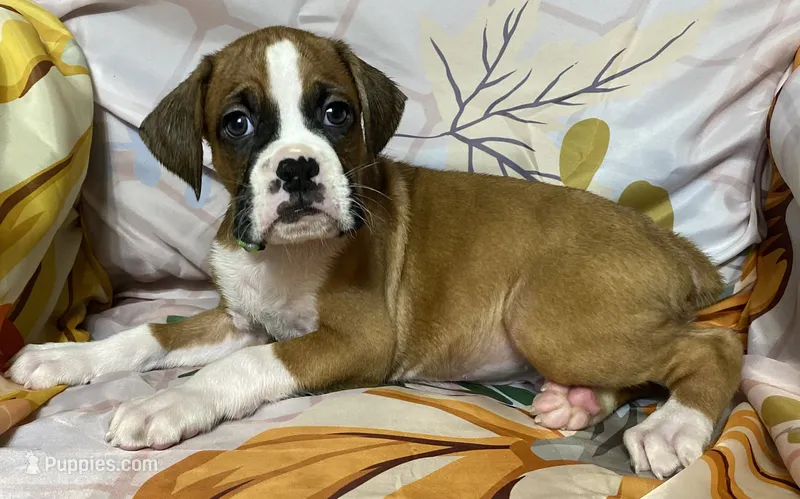 Green Stripe-AKC 50% Euro – Boxer puppy for sale in Methuen, MA