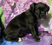 Brown-AKC 50% Euro, a female Boxer for sale in Methuen, MA – 4 of 4
