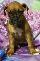 Purple-AKC 50% Euro , a female Boxer for sale in Methuen, MA – 2 of 6