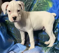 Tan-ACA 50% Euro, a male Boxer for sale in Methuen, MA – 4 of 9