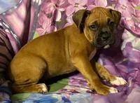 Blue-AKC 50% Euro, a male Boxer for sale in Methuen, MA – 3 of 4