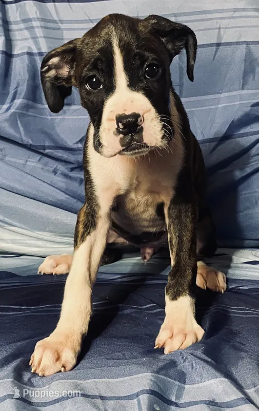 Blue-AKC 37.5% Euro – Boxer puppy for sale in Methuen, MA