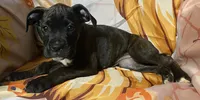 Pink-Pending Tony, a female Boxer for sale in Methuen, MA – 3 of 10