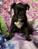 Green-AKC 50% Euro, a male Boxer for sale in Methuen, MA – 5 of 8