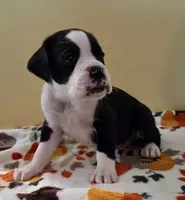 Yellow-AKC 50% Euro, a male Boxer for sale in Methuen, MA – 5 of 8