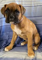 Brown-ACA 87.5% European, a female Boxer for sale in Methuen, MA – 2 of 7