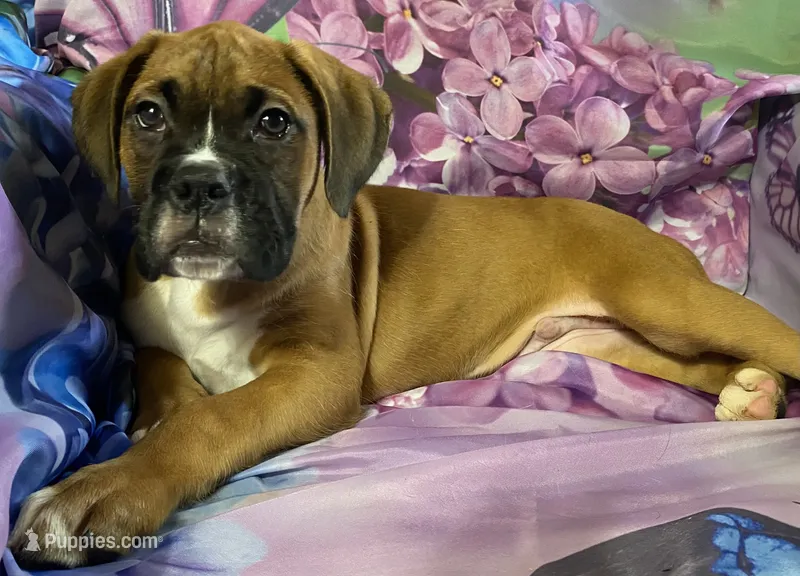 Yellow-ACA 37.5% Euro – Boxer puppy for sale in Methuen, MA