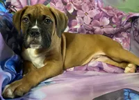 Red-ACA 37.5% Euro, a male Boxer for sale in Methuen, MA – 1 of 10