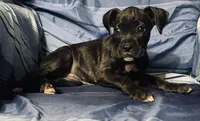 Pink-AKC 37.5% Euro, a female Boxer for sale in Methuen, MA – 4 of 6