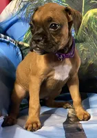 Purple-AKC 50% Euro, a female Boxer for sale in Methuen, MA – 4 of 8