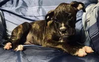 Yellow-AKC 37.5% Euro, a female Boxer for sale in Methuen, MA – 3 of 4