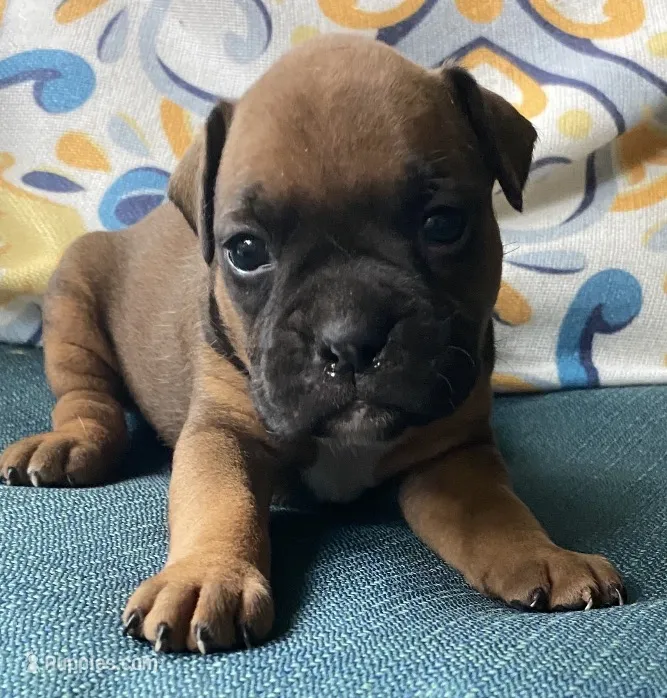 Salmon-AKC 50% Euro – Boxer puppy for sale in Methuen, MA
