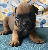 Salmon-AKC 50% Euro, a female Boxer for sale in Methuen, MA – 1 of 3