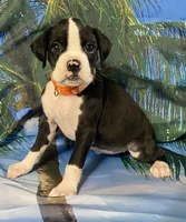 Orange-AKC 50% Euro, a female Boxer for sale in Methuen, MA – 4 of 7