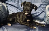 Pink-AKC 37.5% Euro, a female Boxer for sale in Methuen, MA – 6 of 6