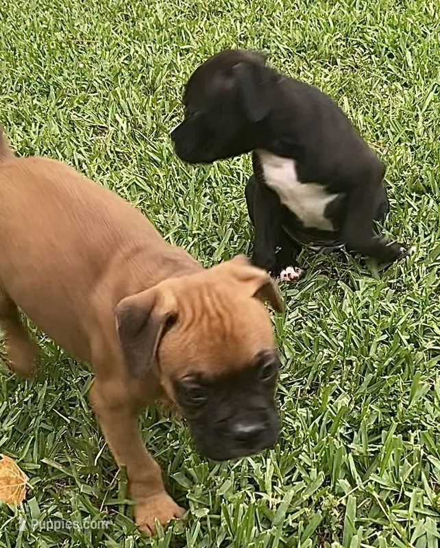 Salmon-AKC 50% Euro – Boxer puppy for sale in Methuen, MA