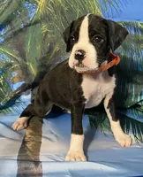 Orange-AKC 50% Euro, a female Boxer for sale in Methuen, MA – 7 of 7