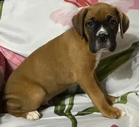 Aqua-Pending Jackie, a male Boxer for sale in Methuen, MA – 8 of 10