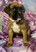 Light Pink-ACA 37.5% Euro, a female Boxer for sale in Methuen, MA – Photo 5 of 10