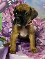 Light Pink-ACA 37.5% Euro, a female Boxer for sale in Methuen, MA – Photo 1 of 10