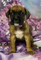 Light Pink-ACA 37.5% Euro, a female Boxer for sale in Methuen, MA – Photo 8 of 10