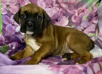 Light Pink-ACA 37.5% Euro, a female Boxer for sale in Methuen, MA – Photo 4 of 10