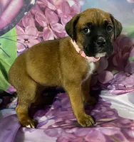 Light Pink-ACA 37.5% Euro, a female Boxer for sale in Methuen, MA – Photo 10 of 10