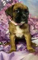 Light Pink-ACA 37.5% Euro, a female Boxer for sale in Methuen, MA – Photo 6 of 10