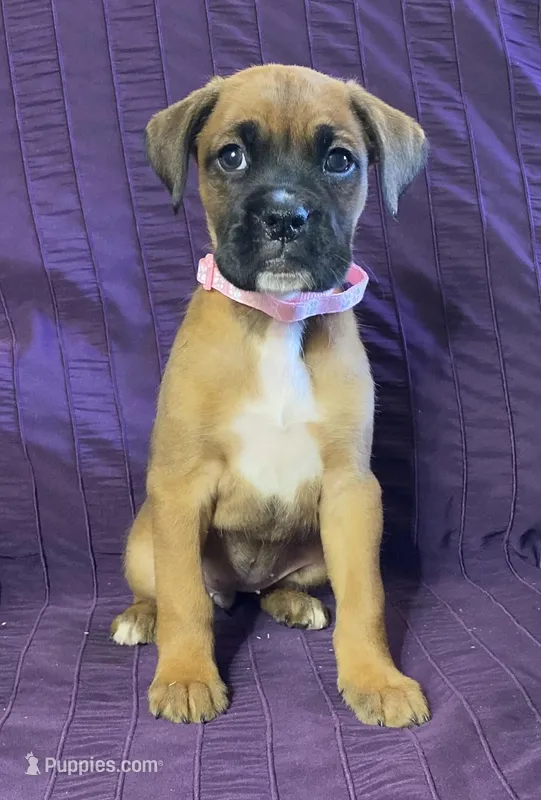 Light Pink-ACA 37.5% Euro – Boxer puppy for sale in Methuen, MA