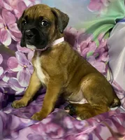 Light Pink-ACA 37.5% Euro, a female Boxer for sale in Methuen, MA – Photo 3 of 10