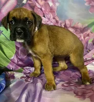 Light Pink-ACA 37.5% Euro, a female Boxer for sale in Methuen, MA – Photo 9 of 10