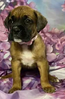 Light Pink-ACA 37.5% Euro, a female Boxer for sale in Methuen, MA – Photo 7 of 10