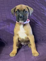 Light Pink-ACA 37.5% Euro, a female Boxer for sale in Methuen, MA – 9 of 10