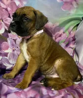 Light Pink-ACA 37.5% Euro, a female Boxer for sale in Methuen, MA – Photo 2 of 10