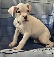 Green-AKC 37.5% Euro, a female Boxer for sale in Methuen, MA – Photo 2 of 5