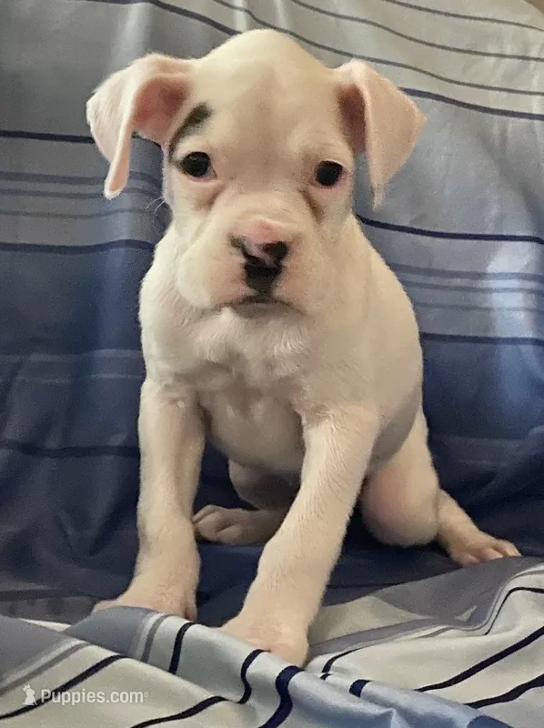 Green-AKC 37.5% Euro