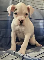 Green-AKC 37.5% Euro, a female Boxer for sale in Methuen, MA – Photo 1 of 5