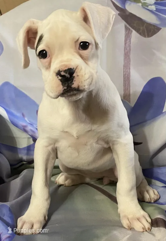 Green-AKC 37.5% Euro