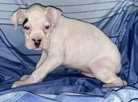 Green-AKC 37.5% Euro, a female Boxer for sale in Methuen, MA – Photo 5 of 5