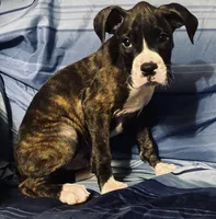 Green-AKC 37.5% Euro, a male Boxer for sale in Methuen, MA – 6 of 6