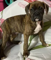 Green-Pending Michelle , a male Boxer for sale in Methuen, MA – 3 of 10