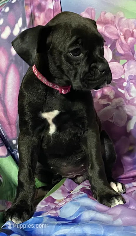 Pink-AKC 50% Euro – Boxer puppy for sale in Methuen, MA