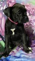 Pink-AKC 50% Euro, a female Boxer for sale in Methuen, MA – 1 of 5