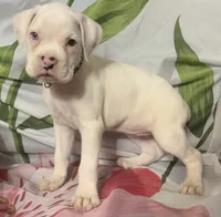 Black-ACA 50% Euro, a female Boxer for sale in Methuen, MA – 6 of 8