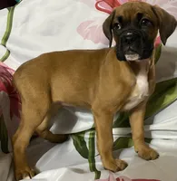 Light Pink-ACA 37.5% Euro, a female Boxer for sale in Methuen, MA – 7 of 10