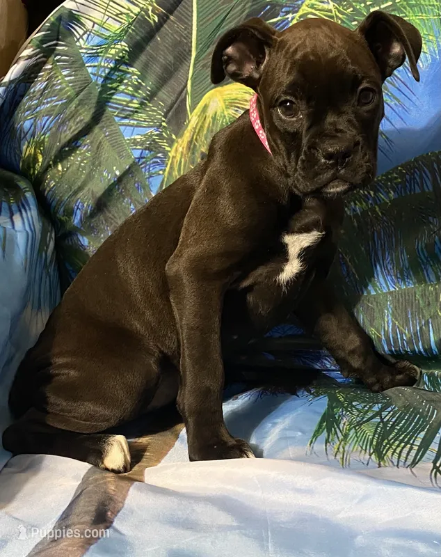 Pink-AKC 50% Euro – Boxer puppy for sale in Methuen, MA